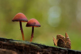 Mycena haematopus - Grote Bloedsteelmycena - Burgundydrop Bonnet