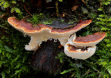 Heterobasidion annosum - Dennemoorder - Root Rot