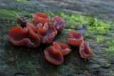Ascocoryne sarcoides - Paarse Knoopzwam - Purple Jellydisc