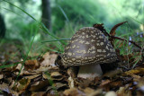 Amanita pantherina - Panteramaniet - Panthercap