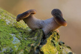 Polyporus brumalis - Winterhoutzwam - Winter Polypore