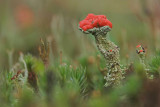 Cladonia floerkeana - Rode Heidelucifer - Devils Matchstick
