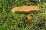 Suillus bovinus - Koeienboleet - Bovine Bolete