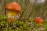 Suillus grevillei - Gele Ringboleet - Larch Bolete