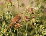 Nachtegaal - Luscinia megarhynchos - Nightingale