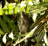 Groene Reiger - Butorides virescens - Green Heron