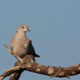 Turkse Tortel - Streptopelia decaocto - Collared Turtle Dove