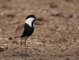 Sporenkievit - Vanellus spinosus - Spur-Winged Lapwing