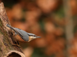 Boomklever - Sitta europaea - Nuthatch