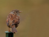 Heggemus - Prunella modularis - Dunnock