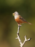 Bruinkeelortolaan - Emberiza caesia - Cretzschmars Bunting