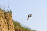 Oeverzwaluw / Riparia riparia / Sand Martin