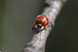 Aziatisch lieveheersbeestje / Harmonia axyridis