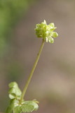 Muskuskruid (adoxa moschatellina)