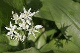 Daslook (Allium ursinum)