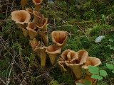 Conical fungi Carmanah.jpg