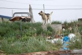 Kotzebue_24Jun2009_ 194.JPG