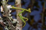 Praying Mantis
