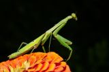 Praying Mantis