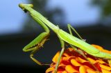 Praying Mantis