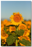 Sunflowers 2008