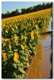 Sunflowers 2008