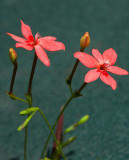 Rockery flower - Laparusia Cruenta
