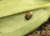 Willow Leaf Beetle larvae AU8 #5118