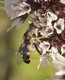 Syritta pipiens AU8 #3447