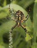 Black and Yellow Argiope AU9 #4620