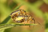 Trirhabda canadensis-Skeletonizing Beetles #9356