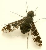 Bee Fly-Anthrax irroratus #9441