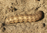 Large Yellow Underwing-Noctua pronuba MY8 #719