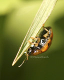 Golden Tortoise Beetle JN8 #8139