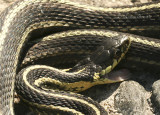 Garter Snake JN8 #8543