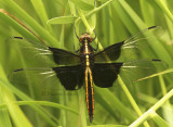 Widow Skimmer - Libellula luctuosa  JN8 #9069