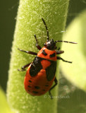 Milkweed Bug Nymphs-Oncopeltus fasciatus JN8 #8890