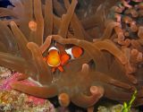 False Percula Clown with Bubble Anemone