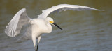 Snowy Egret