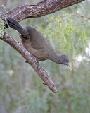 Plain Chachalaca