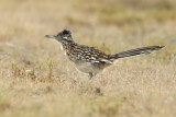 Greater Roadrunner