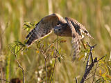 Red-shouldered Hawk