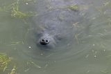 Manatee