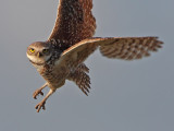 Burrowing Owl flight