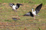 Black-necked Stilt attacking killdeer
