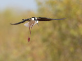 Black-necked Stilt flight