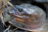 Soft shell turtle