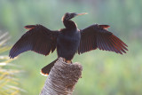 Anhinga