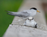 Least Tern