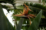 Bird of Paradise - with wings!